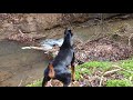 Kruz the Doberman Pinscher tracking his prey - Guard Dog instincts