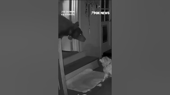 Massive bear confronted by family dog after wandering into home #shorts #foxnews #viral #news #usa