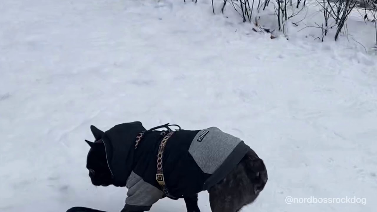 Snowboarding dog Nord Boss super dog Норд Босс на сноуборде суперпес! Skate Bulldog Бульдог скейтер