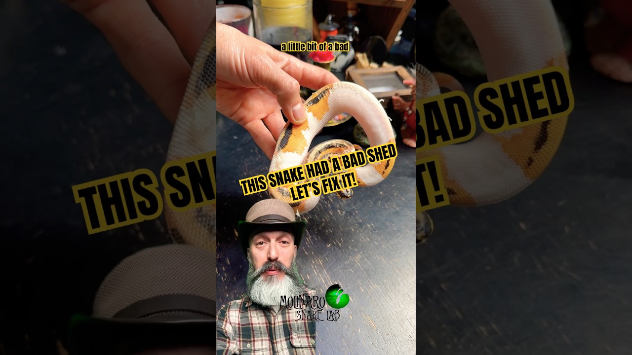 У этой змеи была неудачная линька. Давайте это исправим! 