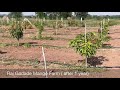 High density mango plantation after 1 year  kesar mango raj gadade