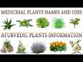 15 PLANTS YOU CAN EASILY GROW IN YOUR OWN KITCHEN - YouTube