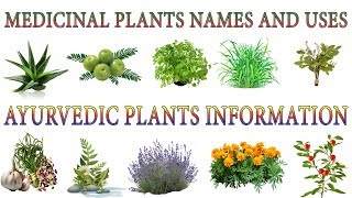 Medicinal Plants And Their Uses | 20 Ayurvedic Plants Names | Medicinal Herbs You Can Grow screenshot 5