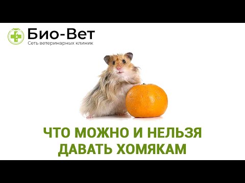 Что Можно И Нельзя Давать Хомякам & Кормление Хомяка. Ветклиника Био Вет