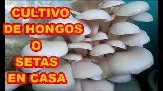 HONGOS O SETAS, CÓMO LOS PRODUZCO EN CASA [][][]1a PAERTE PROCESO COMPLETO