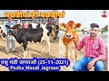 देखो पशु मंडी जगराओं की सबसे खास बछडीयां (23-11-2021)Special Heifers on Pashu Mandi Jagraon