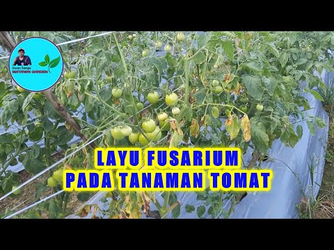 Video: Layu Tomat Fusarium