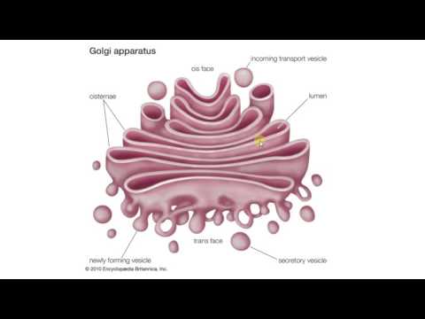 Видео: Разлика между Cis и Trans Face на апарата на Голджи