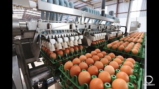 Produção de ovos do Paraná cresce 72% em uma década