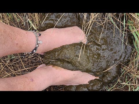 satisfying clean barefeet in cow pats