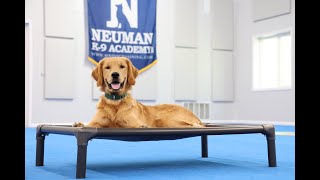 Auggie (Golden Retriever) Puppy Camp Dog Training Video Demonstration