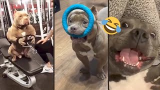 Crazy Funniest Dog Moments 2025🐶 *P1 Try Not to Laugh!😂 #funnydogs #funnyanimals #pets #dog #pitbull