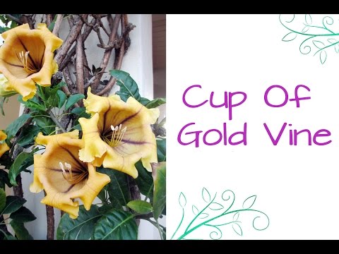 Video: Chalice Vine Care - Informatie over de Golden Chalice Vine Growing