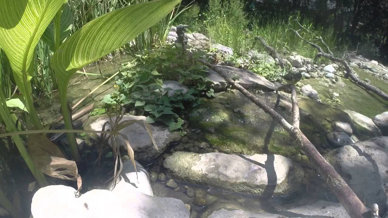 Whiteeyed Vireos Warbler Woods Bird Sanctuary YouTube