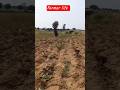 #farming #farmerlife #khetibadi #youtubeshorts #viral #trendingshorts #lifeisbutadream #familyvlog