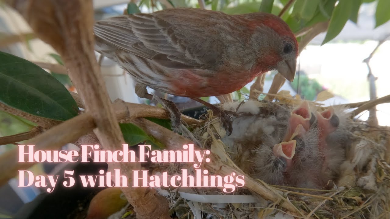 House Finch Family Day 5 with Hatchlings YouTube