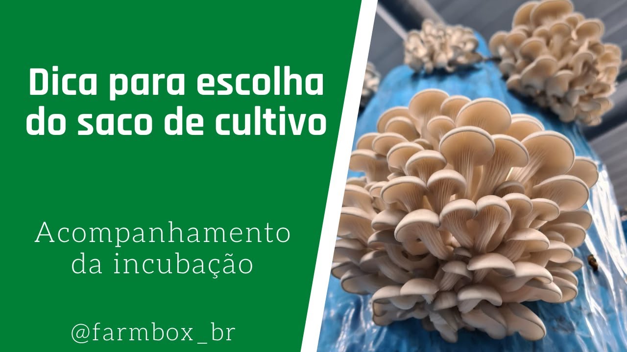 Conheça a produção de semente de cogumelo 