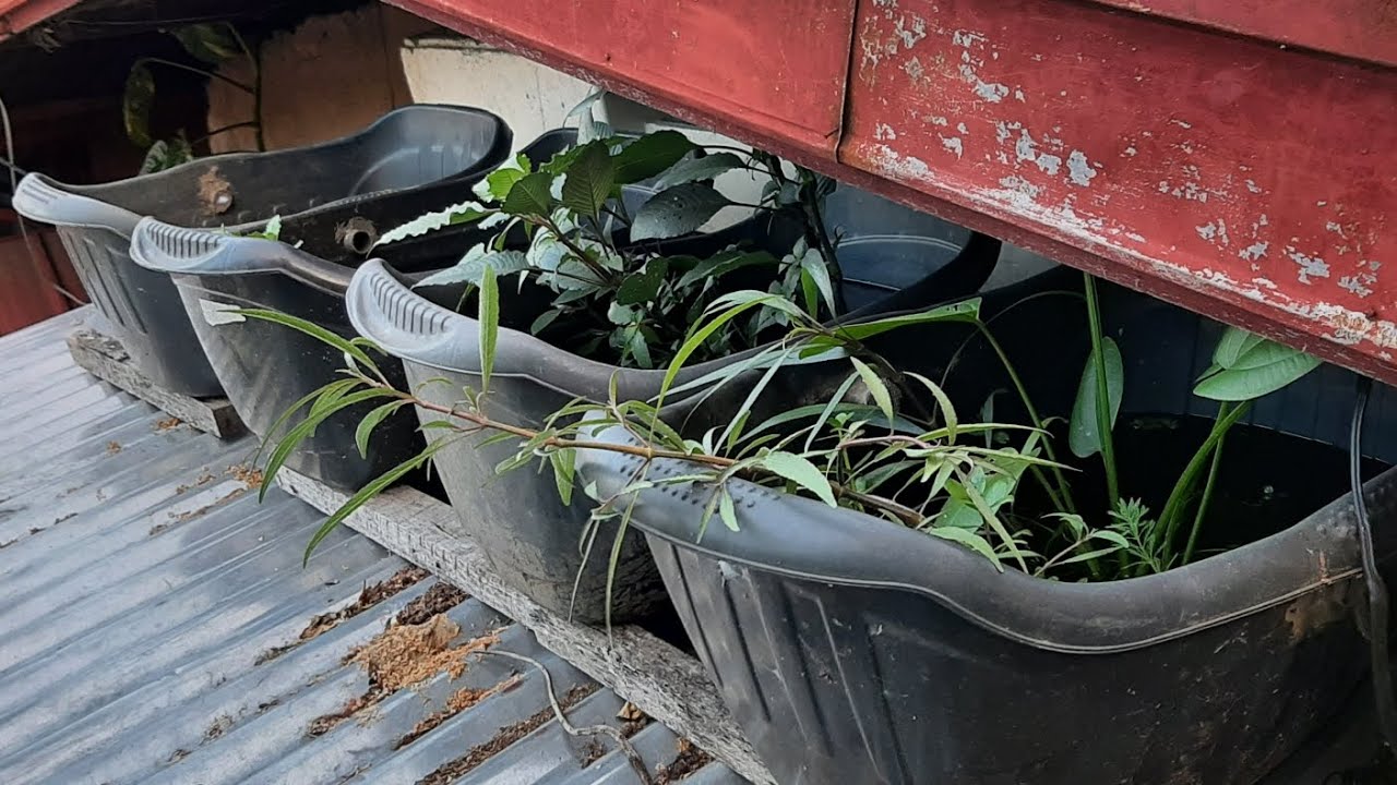 Guppies sa Bubong |Malalaki na Tuxedo Koi Guppy koo | FishUpdateee