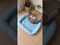 ❄️猫も犬も即寝落ち!壊れにくい冷感マットが夏の救世主🐱✨ #猫用品 #ペット用品
