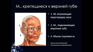 Про мышцы лица без воды, подробно, доступно. Как найти, откуда берутся морщины.