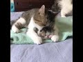 вќ пёЏ Funny And Cute Animals Video 222 вќ пёЏ вќ пёЏ Funny And Cute Animals Video 222 вќ пёЏ