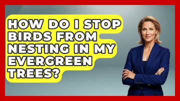 How Do I Stop Birds From Nesting In My Evergreen Trees? - Bird Watching Diaries