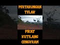 Pertarungan Pikat Kutilang Cengkram VS BL Kutilang Betina