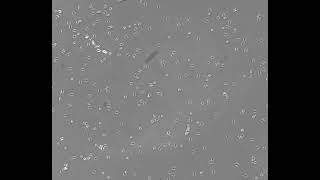motility calibration 4
