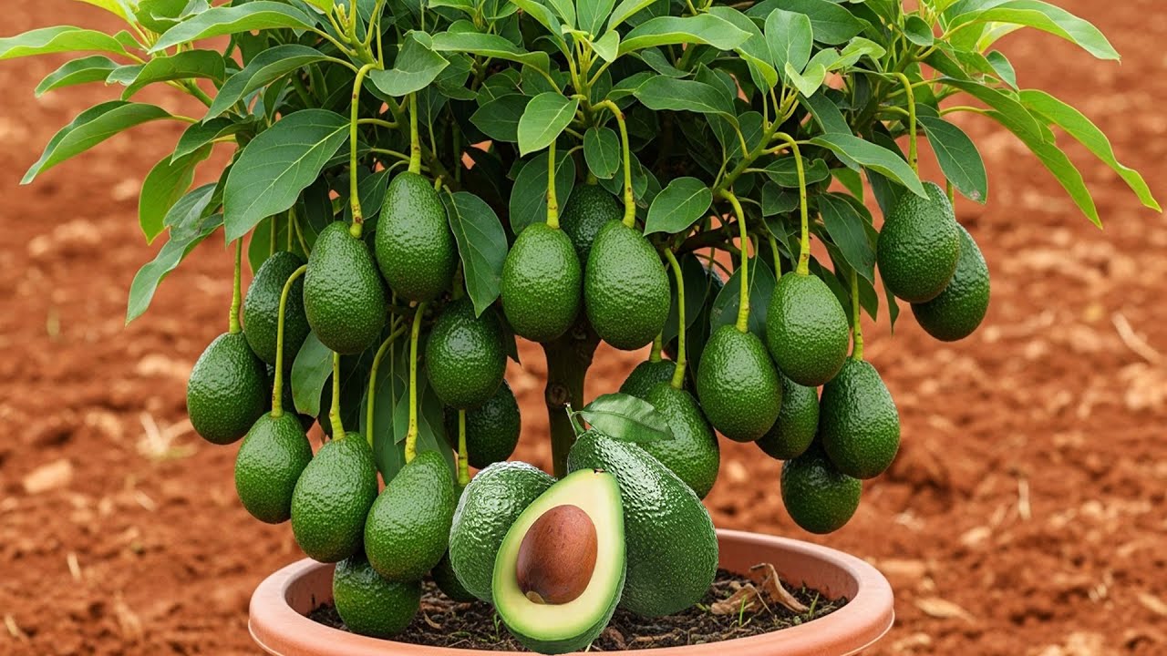 2 способа выращивания авокадо для большего урожая. Этот метод безумен, но эффективен. 