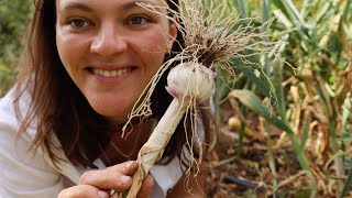 Ajo: de la Huerta a la Mesa - cultivo, variedades, plagas y usos alimenticios y medicinales