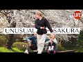 Unusual Sakura | Life in Japan Episode 203