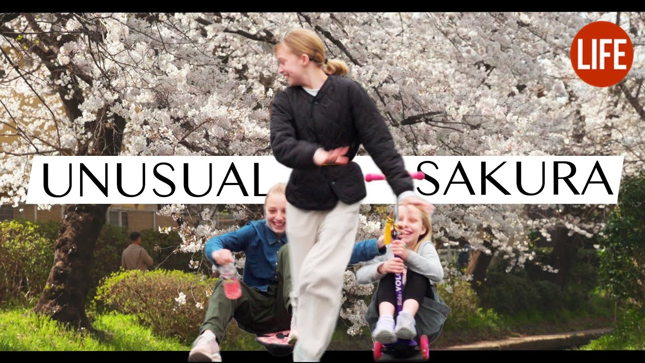 Unusual Sakura | Life in Japan Episode 203