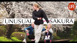 Unusual Sakura | Life in Japan Episode 203