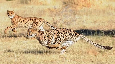 Chi è l'animale più veloce del mondo?