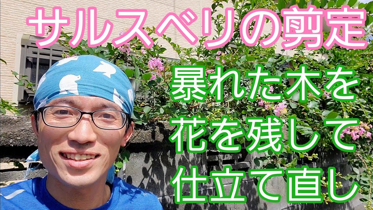 サルスベリ(百日紅)の剪定①】暴れた木を夏から秋に小さくしたい場合は