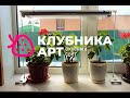 Фитолампа от компании Клубника Арт