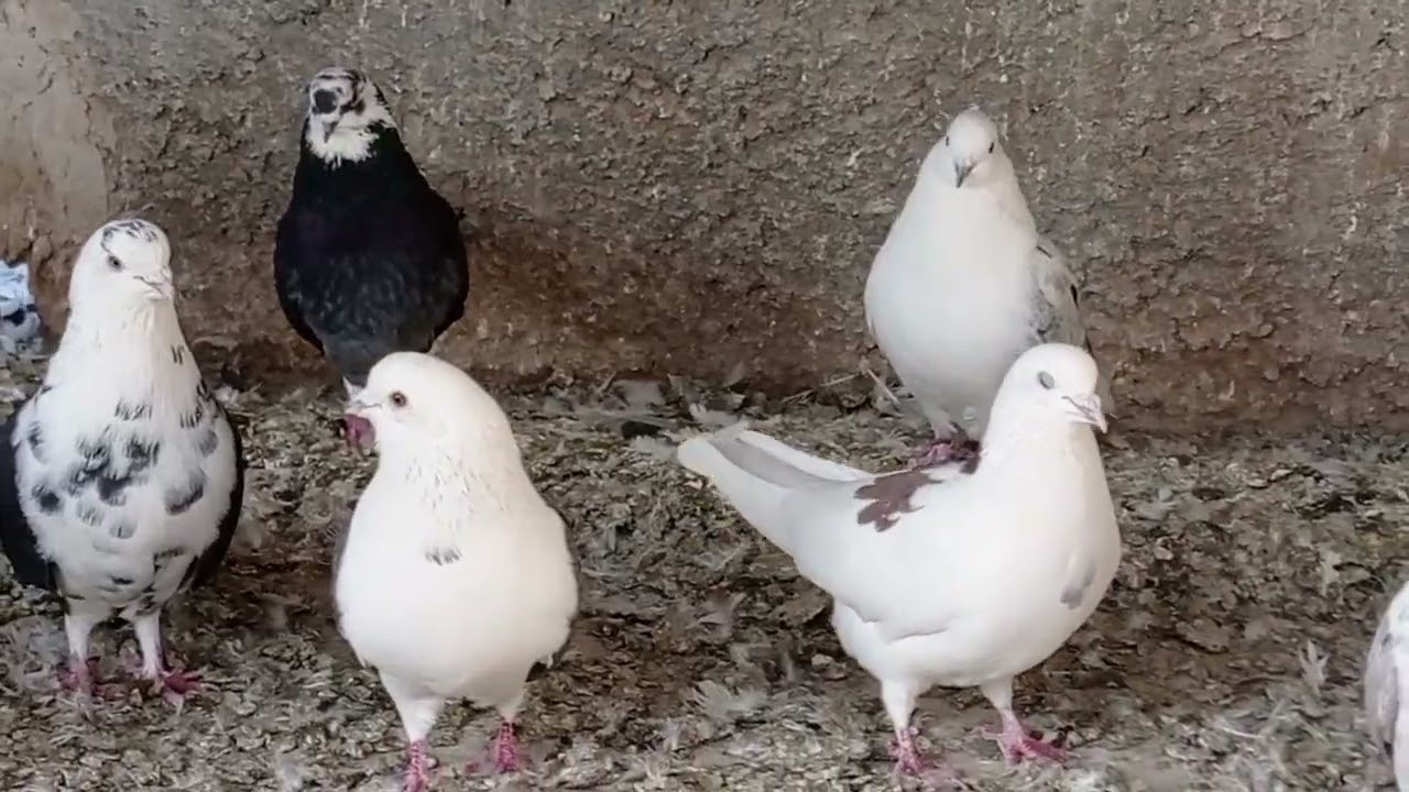 روز اول پاشو عشقا توهفته جدید تقدیم نگاهتون