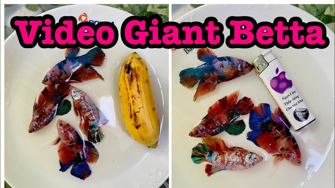 Video Giant Betta Mới | Betta Siêu To Khổng Lồ | 0777678979 BettaSales #cabetta #traicabetta