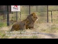 How big cats from war-zones have recovered at LIONSROCK  | FOUR PAWS | www.four-paws.org