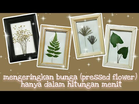 Video: Menghiasi Hari Raya Dengan Tumbuhan – Tumbuh Hiasan Krismas Anda Sendiri