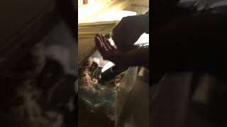 3 Mice Caught In Over 2 Hoursupdate