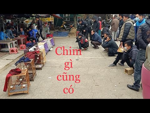 CHỢ CHIM CẢNH LỚN NHẤT VIỆT NAM CHỢ LẠNG SƠN CHIM GÌ CŨNG CÓ