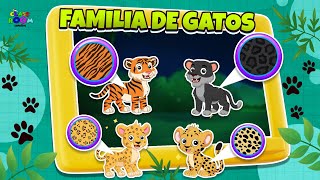 FAMILIA DE GATOS | Cuentos Infantiles | Vocabulario para niños | Puntoon Classroom