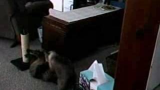 Cleo Beating Up On Thomas Yet Again