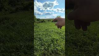 Історія хутора Жданівськ #metaldetecting #metaldetector #history #telltales #nature #металодетектор