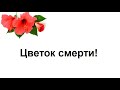 Цветок смерти или любви. Стоит ли держать его дома.