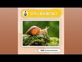【冷知識】世上最孤單的蝸牛... #shorts