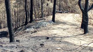 Manavgat Yangını-Yangın Sonrası Son Durumu