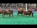 2019 ABBA International Show & Houston Livestock Show and Rodeo - Red&Gray Bull Senior&Grand Drive