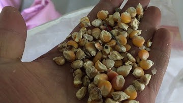 GroTech Corn Color Sorter Machine-Color Sorting Video in China